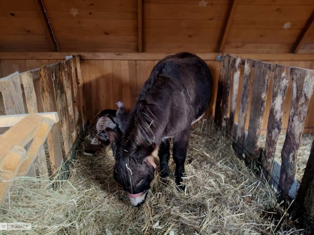 Żywa szopka u Franciszkanów na Kamiennej